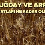 BUĞDAY FİYATLARI 2025 TMO | Hububat ve buğday alım fiyatları ne kadar? Ekmeklik, makarnalık, buğday ve arpa fiyatları belli oldu mu? İşte güncel buğday taban fiyatları!
