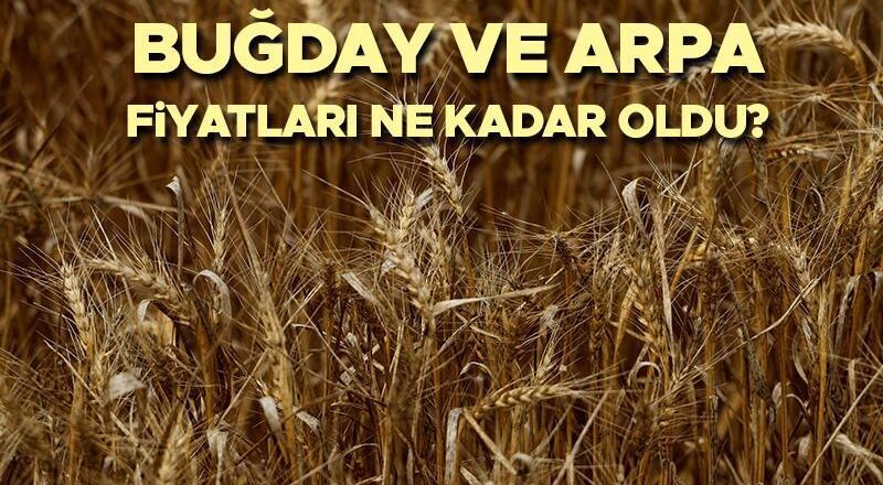 BUĞDAY FİYATLARI 2025 TMO | Hububat ve buğday alım fiyatları ne kadar? Ekmeklik, makarnalık, buğday ve arpa fiyatları belli oldu mu? İşte güncel buğday taban fiyatları!