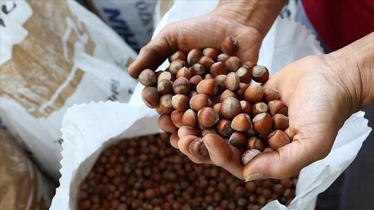 Fındık sezonu öncesi Rekabet Kurulu’ndan uyarı!