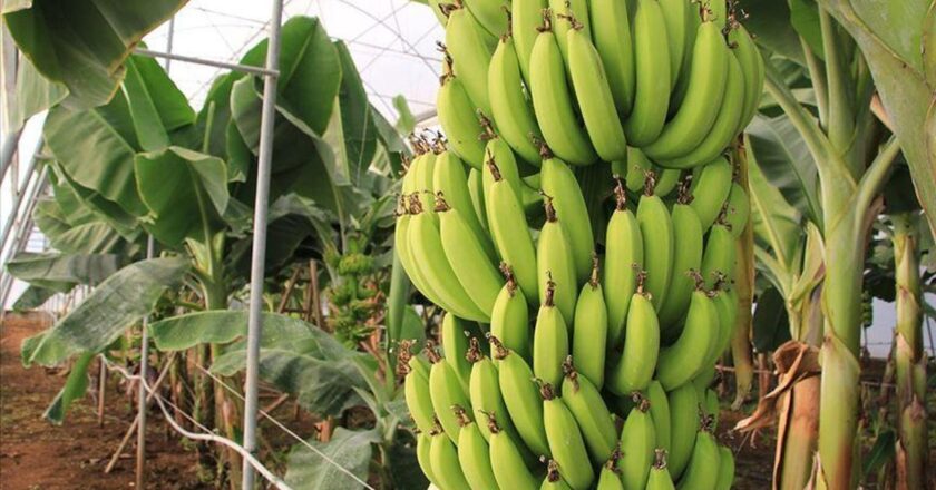 Kan şekerini düzenleyen muz diyetlerin vazgeçilmezi! Muz Kaç Kalori? Normal Boyutlarda Bir Muzun Besin Değerleri Nasıldır?