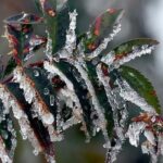 Tarım Üreticilerine 22,9 Milyar Lira Don Desteği Sağlandı