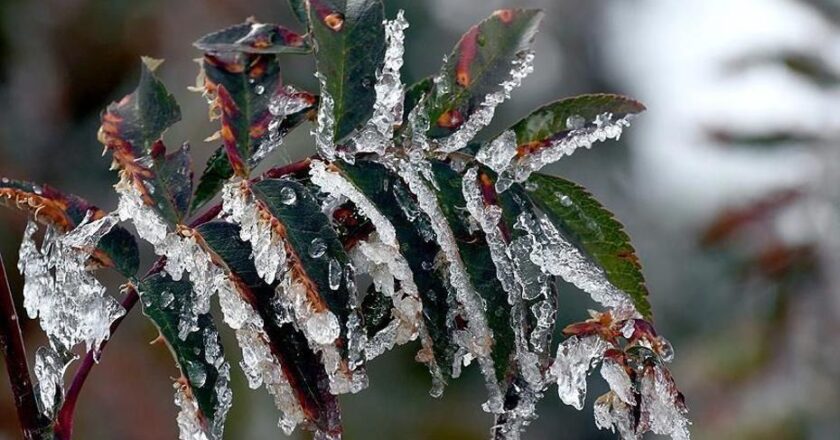 Tarım Üreticilerine 22,9 Milyar Lira Don Desteği Sağlandı